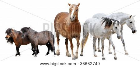 Cavalli e pony