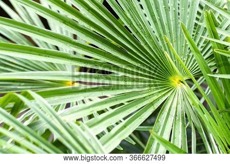 Branches Of A Tropical Livistona Rotundifolia Palm Tree Closeup. Green Leaves, Textured And Striped 