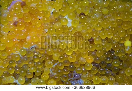 Catfish Eggs Clear Catfish Eggs. Orange Curry Fish Eggs And The People Thai Say 