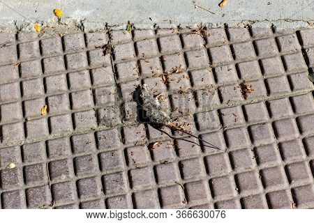 Photo Of A Dead Mouse On A Gray Ground. Dead Rat (mouse),sluggish And Dead Rats Pierced With Ants Ea