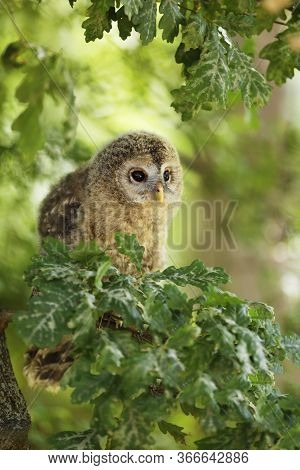Young Tawny Owl - Strix Aluco Sin On The Branch In Leaves, Czech Republic