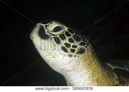 Close-up Of A Green Turtle (chelonia Mydas), With Black Background. Dampier Strait, Raja Ampat, Indo