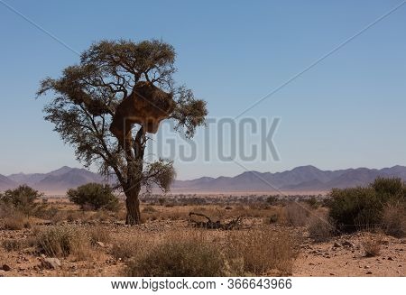 Huge Nest Of The Sociable Weaver Is A Species Of Bird In The Weaver Family Endemic To Southern Afric