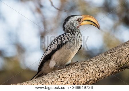 Portrait Of A Beautifull Southern Yellow Billed Hornbill, Tockus Leucomelas, With Huge Beak Sitting 