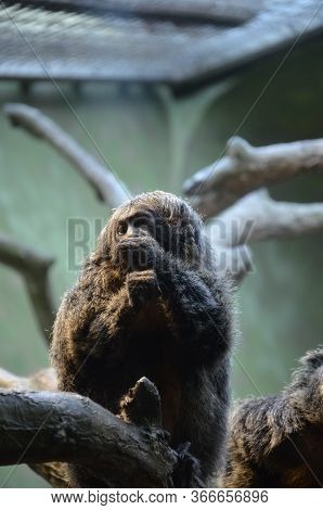 White-faced Saki (pithecia Pithecia) In Frankfurt Am Main Zoo