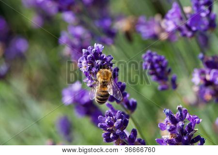 Abeja en flor