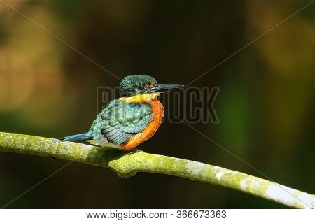 American Pygmy Kingfisher (chloroceryle Aenea) Perched On A Stick, Costa Rica