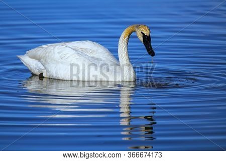 Trumpeter Swan (cygnus Buccinator) In Yellowstone National Park, Wyoming, Usa