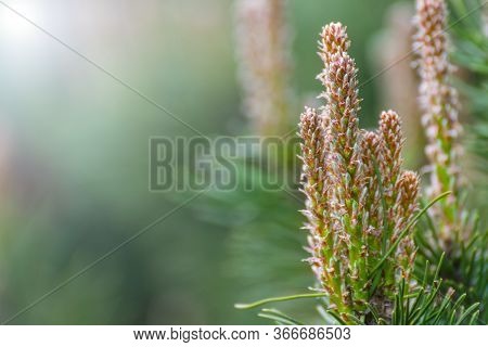 Young Green Sprouts Fir Tree Needles Sprig With Sun Lights Bokeh. Sprouts On Twig In Sunlight Conife