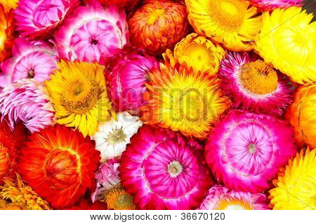 Fiori colorati