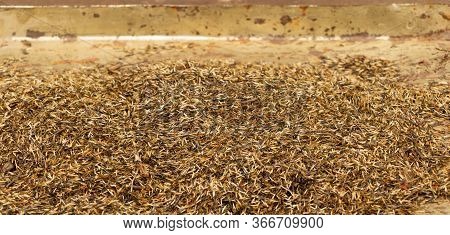 Lots Of Merigold Seeds Are Ready For Planting