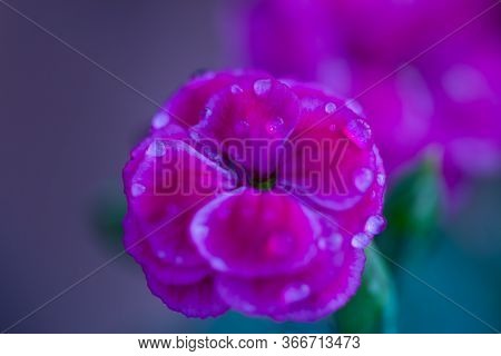 Dianthus Plumarius, Also Known As The Common Pink, Garden Pink, Or Wild Pink, Species Of Pink-colour