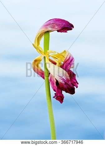 Wilted Tulip