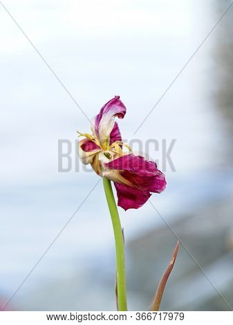 Wilted Tulip
