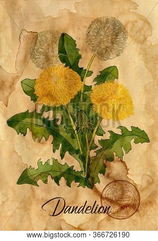 Dandelion Flower With Magic Seal On Old Paper Texture Background. Witch Healing Herbs Collection For