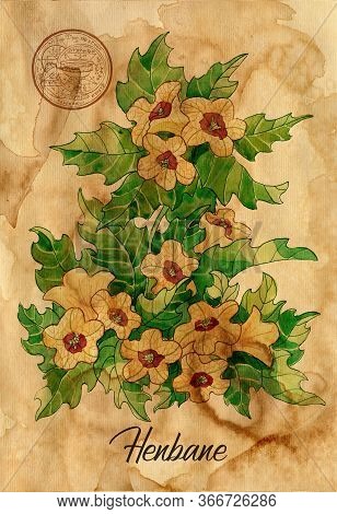 Henbane Flower With Magic Seal On Old Paper Texture Background. Witch Healing Herbs Collection For H