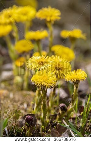 Yellow Coltsfoot Flower Or Tussilago Farfara In Spring