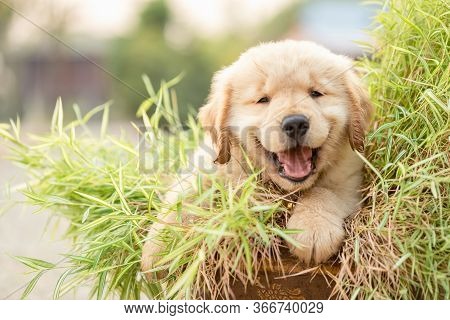 Cute Puppy (golden Retriever) Eating Small Bamboo Plants Or Thyrsostachys Siamensis Gamble In Garden