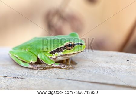 Beautiful European Tree Frog (hyla Arborea Formerly Rana Arborea) On Reeds, Small Amphibian From Eur