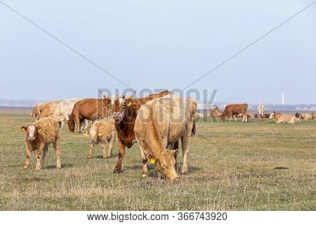 Traditional Hungarian Cattle In Hortobagy National Park, Hungary, Puszta Is Famous Ecosystems In Eur