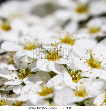 Thunberg Spirea (spiraea Thunbergii) Bush In Blossom. Background Of White Flowers