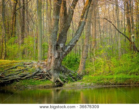 Chapin Teich