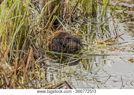 The Muskrat (ondatra Zibethicus) Semiaquatic Rodent Native To North America
