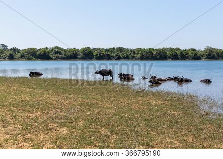 Wild Buffaloes Escape From The Heat In The Lake In Udawalawe National Park