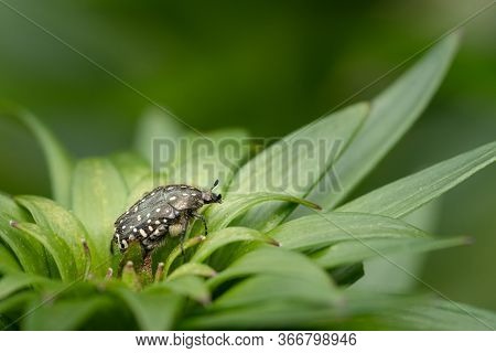 A White Spotted Rose Beetle (oxythyrea Funesta, Cetoniidae) Sitting On A Plant