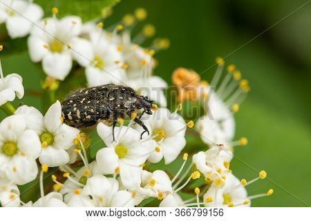 A White Spotted Rose Beetle (oxythyrea Funesta, Cetoniidae) Sitting On A White Inflorescence