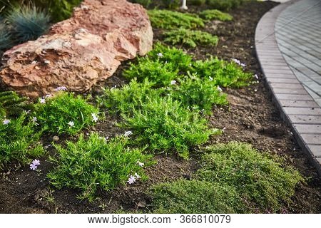 Several Bushes Of Coleonema Blooming In The Soil On A Summer Day In Landscape Design.