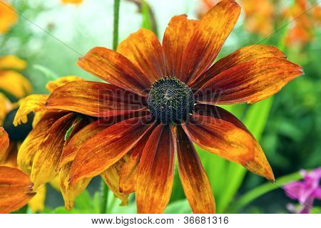 Fleur d'été