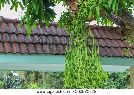 Horn Plant (platycerium) ,deer Antlers Or With The Scientific Name Platycerium Andinum Which Is Also