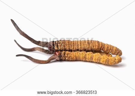 Close Up Ophiocordyceps Sinensis Or Mushroom Cordycep This Is A Herbs. Medicinal Properties In The T