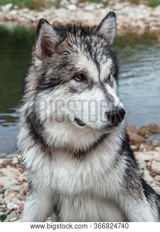 Large Dog Resting On The Nature. The Dog Looks Like A Wolf. Malamute Closeup.