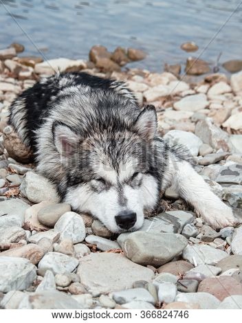 Large Dog Resting On The Nature. The Dog Looks Like A Wolf. Malamute Closeup.