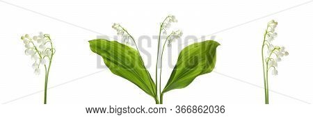 Collage With Beautiful Lilies Of The Valley On White Background. Banner Design