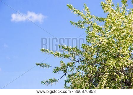 The Birdcherry Tree Blooms In The Garden On A Sunny Day. Beautiful White Flowers Against The Backgro