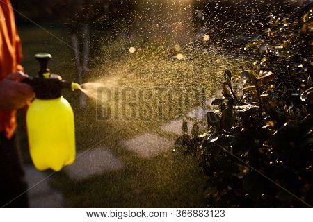 Gardener Spraying Euonymus Tree Against Plant Diseases And Pests With Spray Bottle. Close Up Shot. B