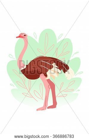 Ostrich In Flat On White Background. Australian Big Bird In Childish Style Vector Illustration. Came