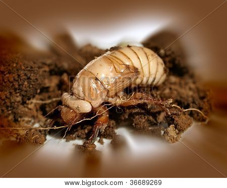 Metamorfismo di Natale scarabeo larve degli Scarabeidi Anoplognathus
