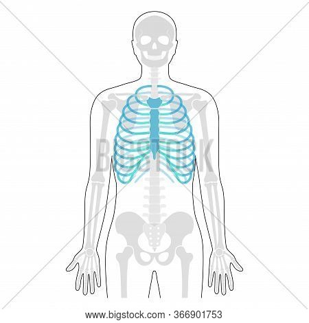 Human Rib Cage Anatomy Flat Vector Illustration. Man Torso Skeletal System. Anatomically Correct Che