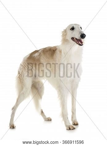 White Borzoi In Front Of White Background