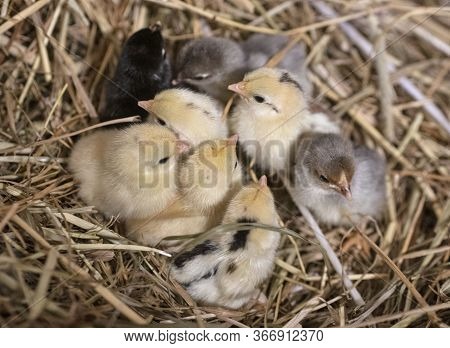 Group Of Serama Chicks In Their Nest