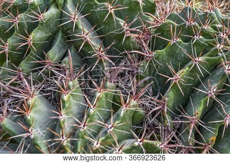 Picture Of A Full Frame Cactuses Closeup Shot