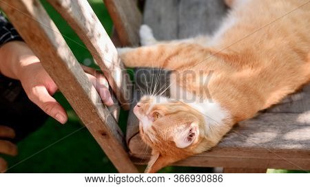 Lock Down And Self-quarantine At Home With Cat. Social Disconnect And Stay Home Stay Safe. Mental He