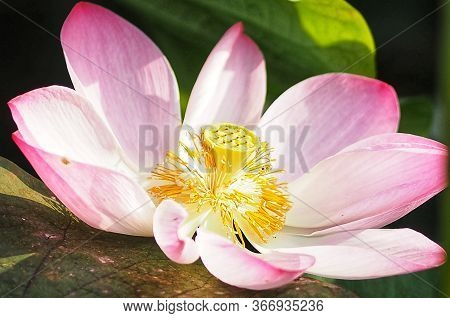 Water Lily Plantae, Sacred Lotus, Bean Of India, Nelumbo, Nelumbonaceae Name Flower In Pond Large Fl
