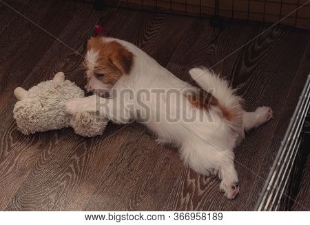 Adorable Puppies Of The Wirehaired Jack Russell Terrier Pose.