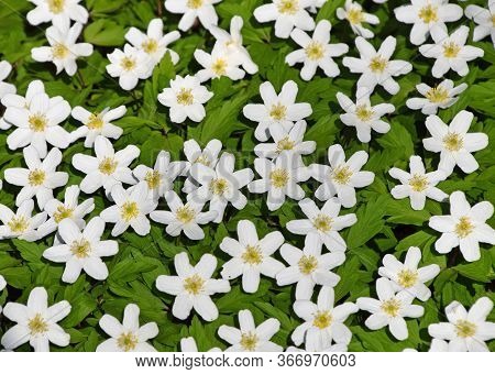Close Up Background Of Early Spring White Caltha Flowers Over Green Leaves, High Angle View, Selecti