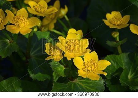 Close Up Early Spring Yellow Caltha Flowers Over Green Leaves, High Angle View